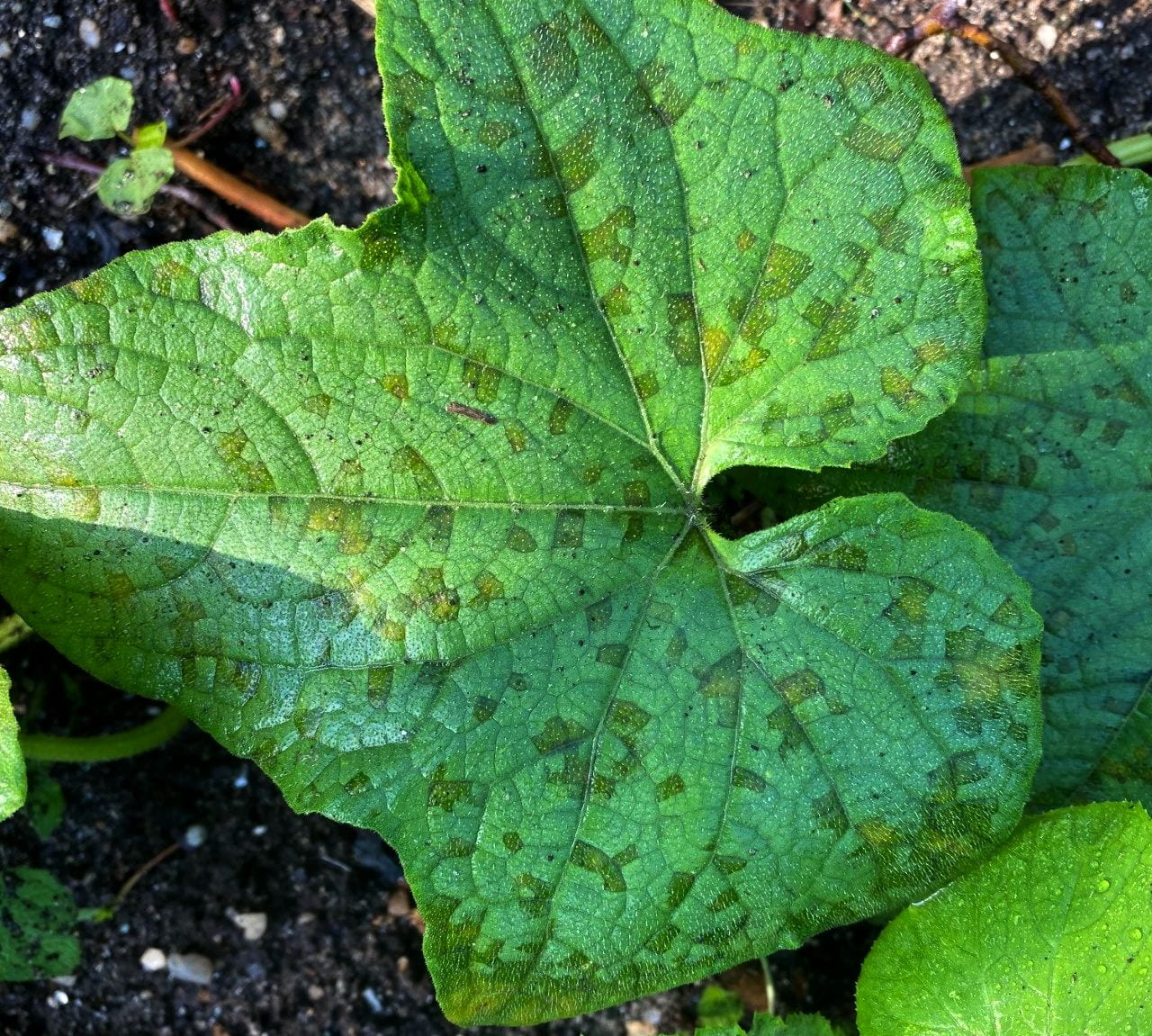 photo of large green leaves with patches of yellow and brown in between leaf veins.