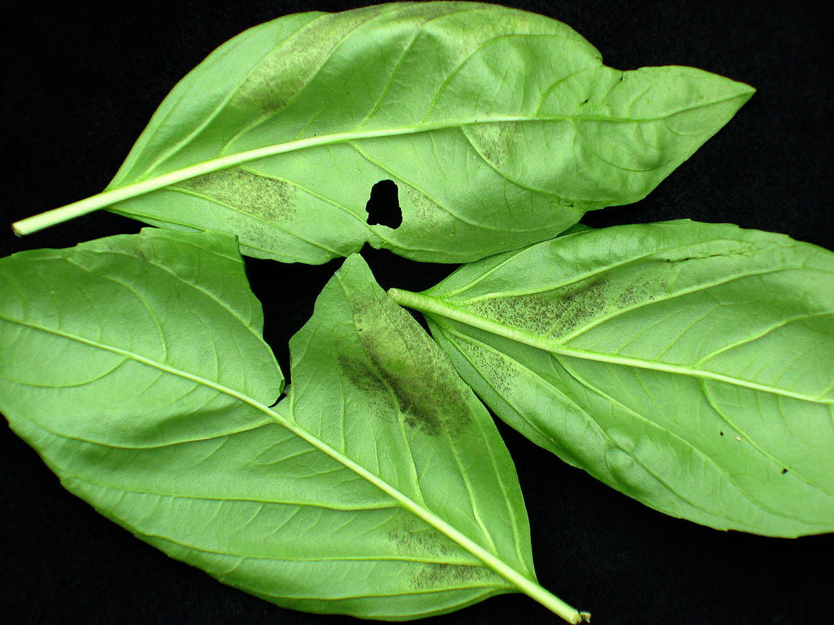 underside of basil leaves showing patches of dark grey speckles