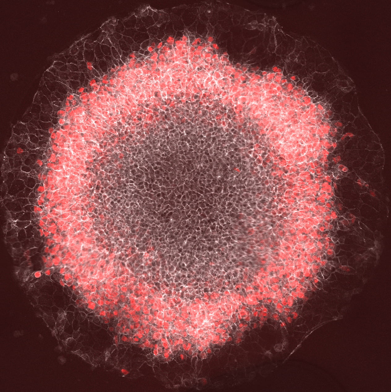 A lighter red ring of cells circles a darker red set of cells at the center of the ball-like stem cell colony