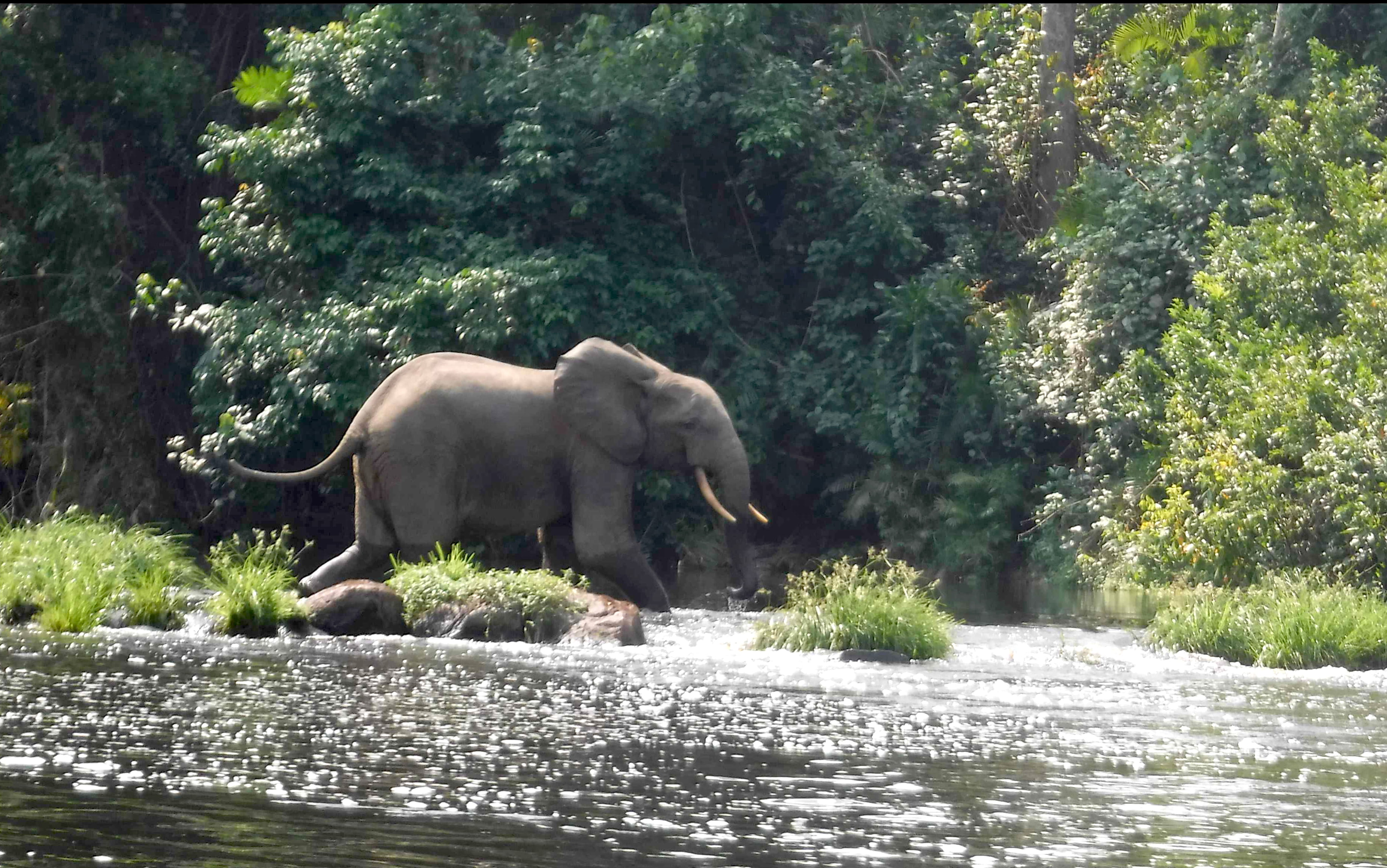 An elephant with large tusks walks into a small river with a dense forest in the background