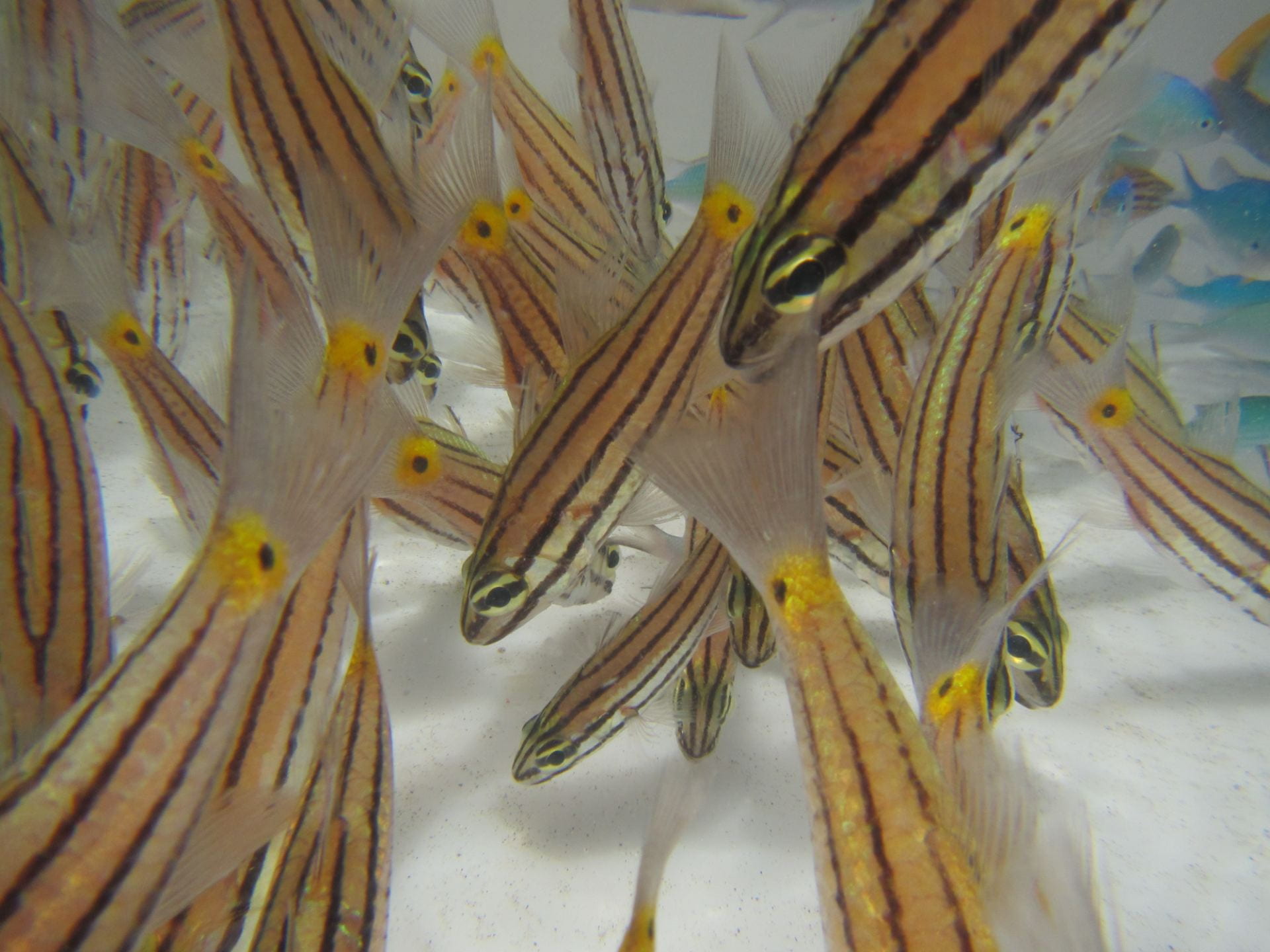 Cardinalfish Five-Lined