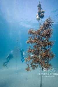 Newswise: NSU & Coral Restoration Foundation™ Join Forces to Save Coral Diversity