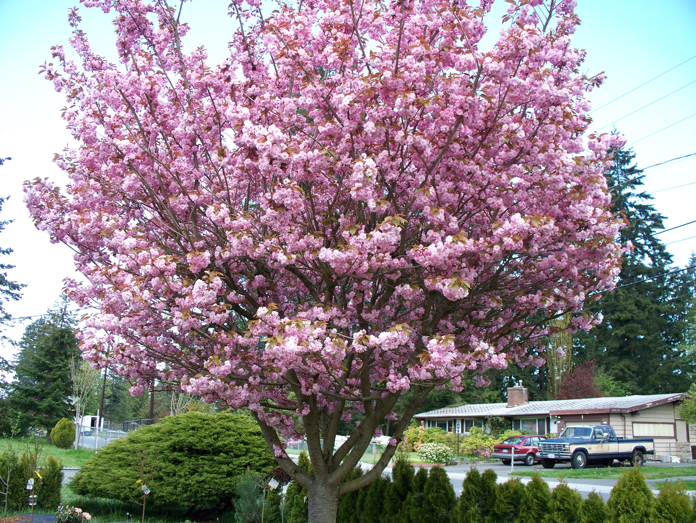 Дерево цветет розовым цветом название. Сакура черри блоссом дерево. Сакура Канзан Вики. Вишня мелкопильчатая Канзан аллея. Прунус блоссом розовый.