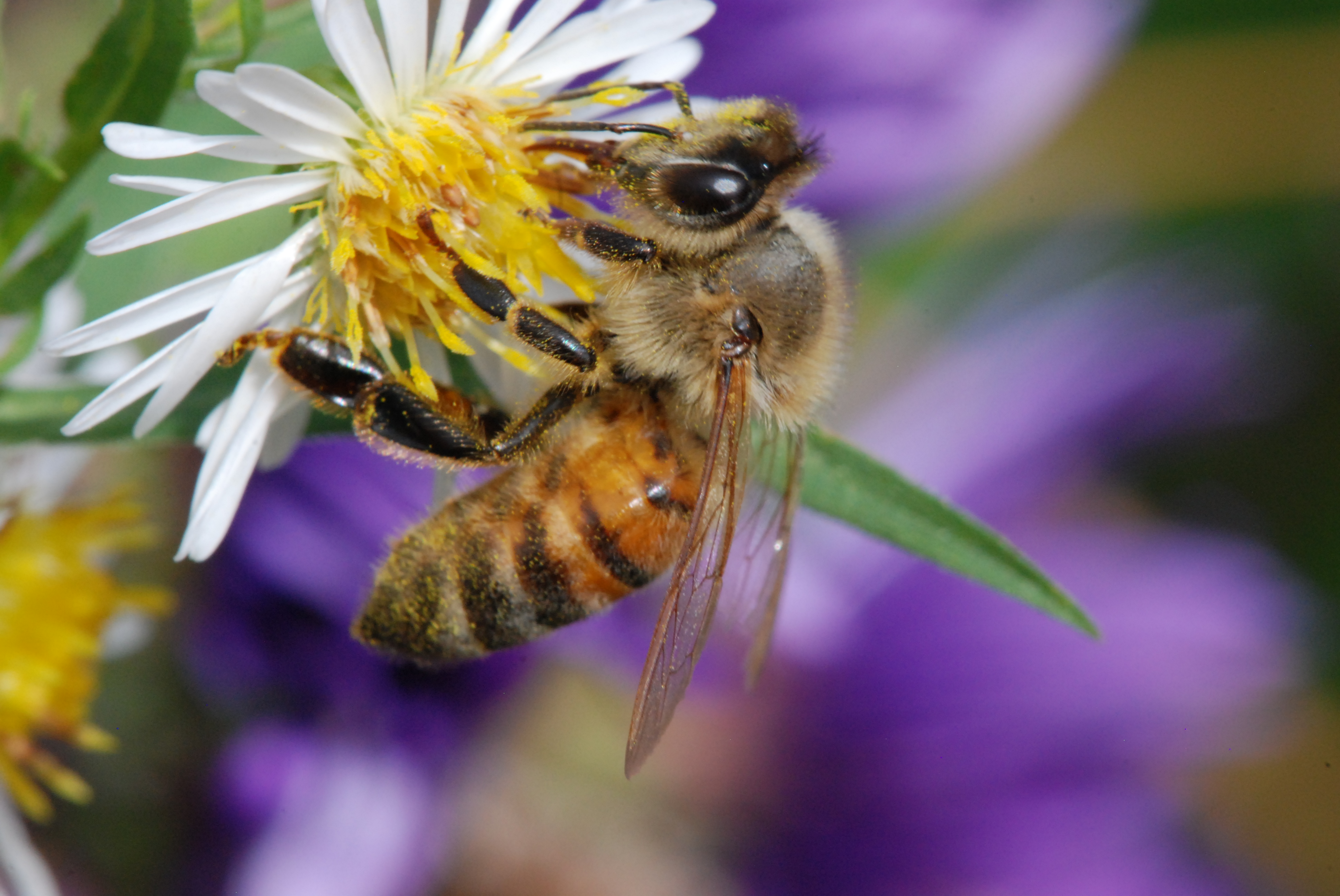 Покажи пыльцу. Медоносная пчела улей. Дикая медоносная пчела. Пчелы и мед. Пчела на цветке.