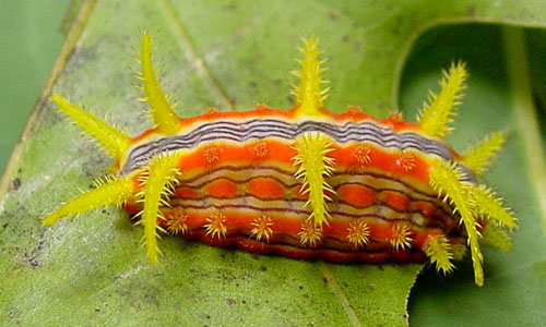 Image result for Stinging Caterpillars of the United States